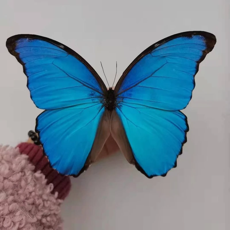 

A1 Morpho menelaus menelaus Brazilian national butterfly real butterfly specimen winging collection home decoration