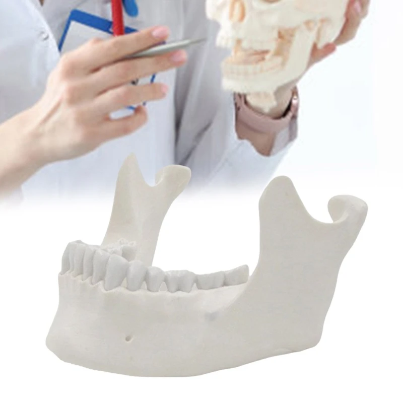 1:1 نموذج الفك السفلي لتظليل الكبار نموذج عظمة الفك السفلي 16 نموذج طبي للأسنان لوازم نموذج التدريس