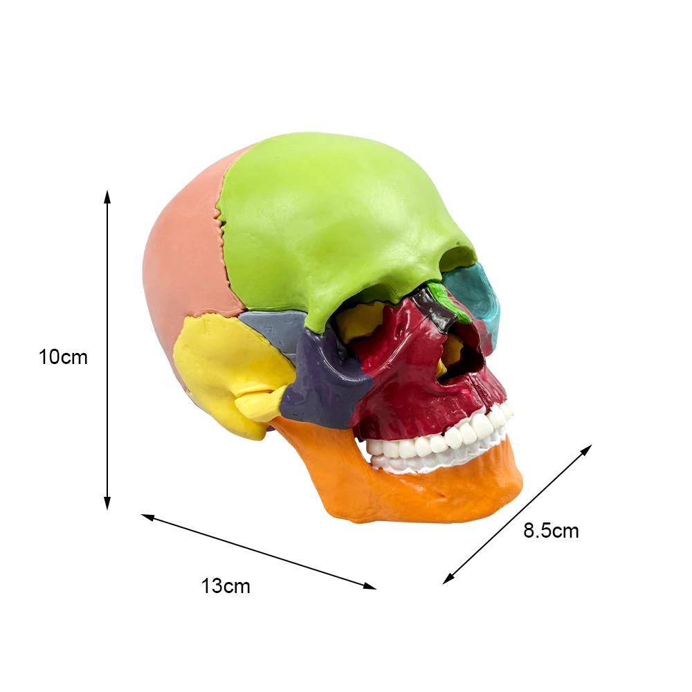 Dental Colors Skull Model Detachable Teaching Skull Anatomy Model Medical Simulation Anatomy Demonstration Model - Image 3