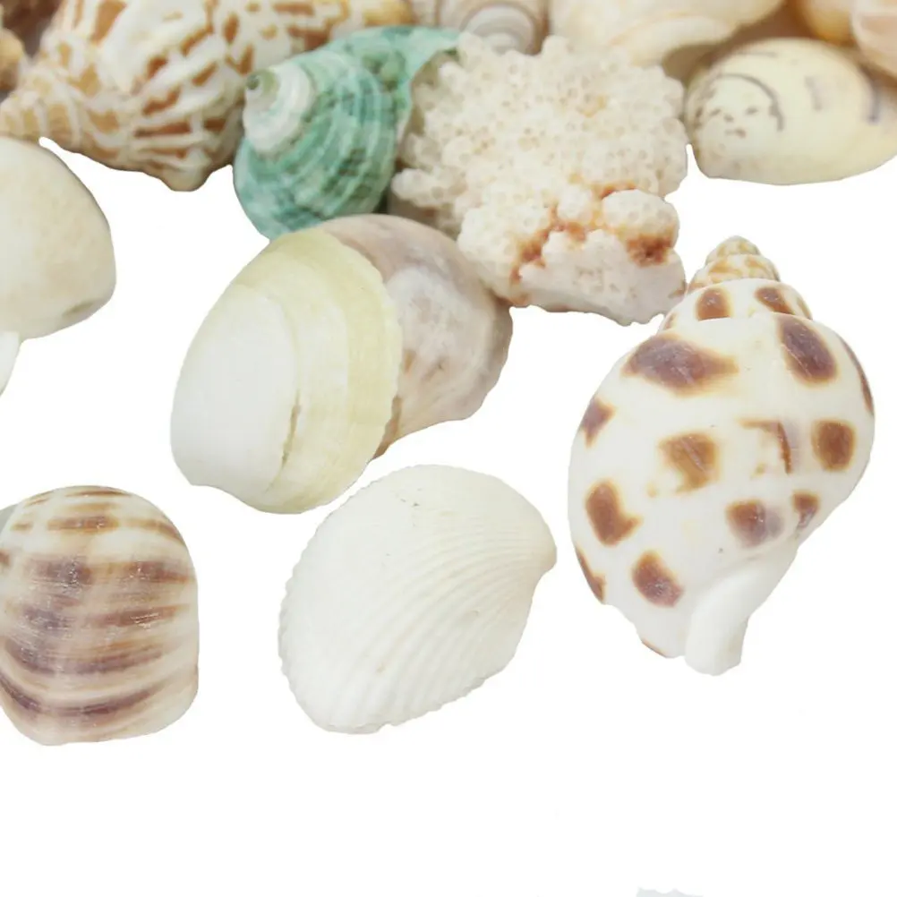 100G Bulk Sea Shells with Holes for Crafting Jewelry Making Natural Decor Ocean Theme Perfect for Gifting view 4