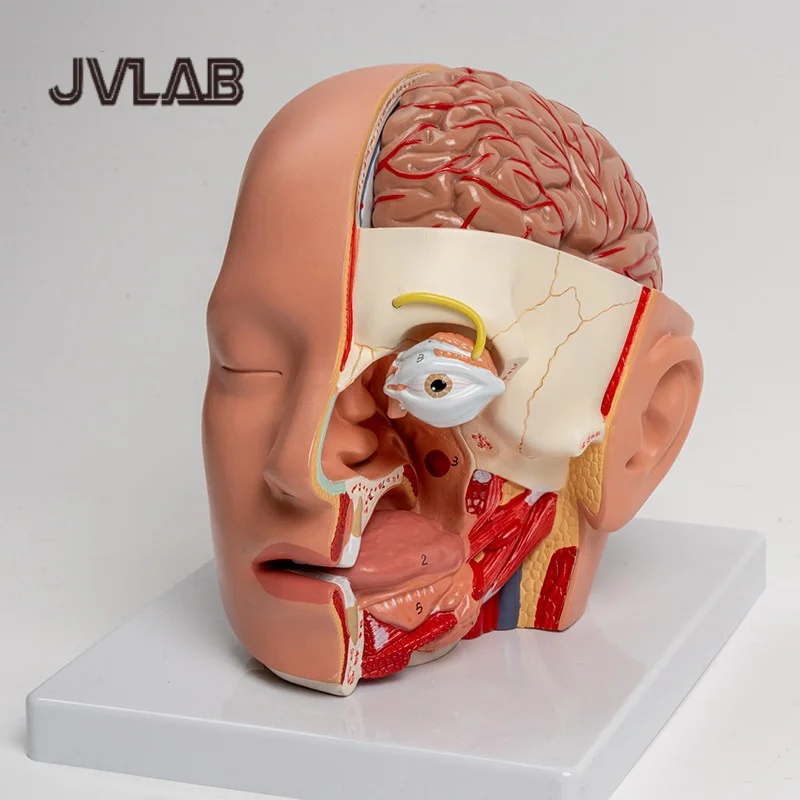 

2025 New Educational Head Anatomical Model Brain Study - Classic Cerebral Artery Anatomy scientific Model JVLAB
