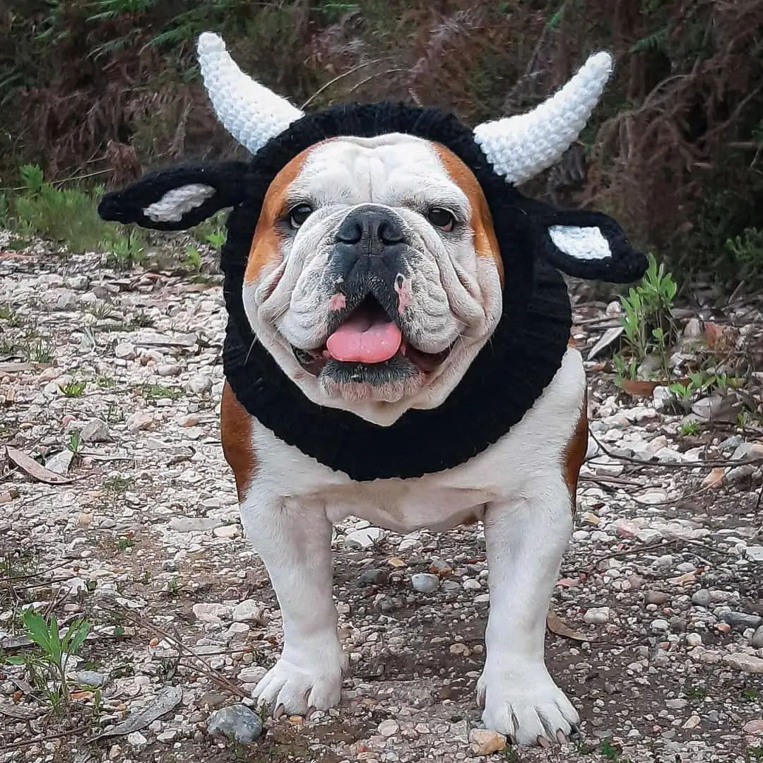 knitted-dog-hat-christmas-decoration-horned-headwear-halloween-funny-costume-for-french-bulldog-border-collie-winter-cap