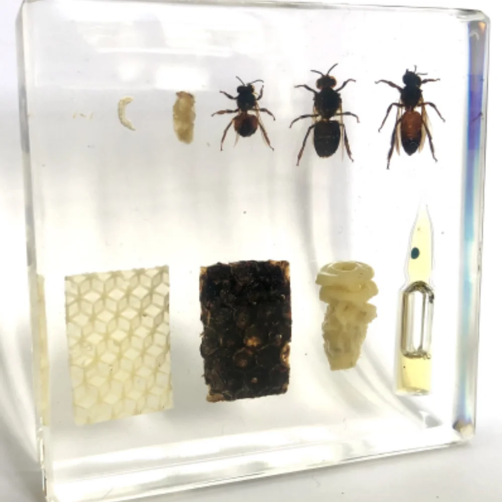 

Life Cycle of HoneybeeSpecimen paperweight Taxidermy Collection embedded In Clear Lucite Block Embedding Specimen