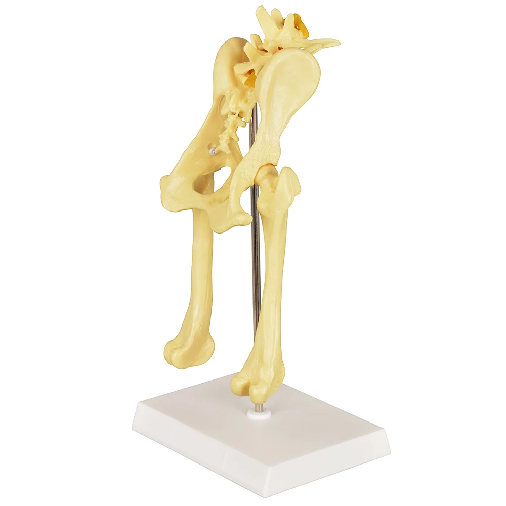Large dog anatomical model of hip joint made in China for teaching pathological conditions in dogs