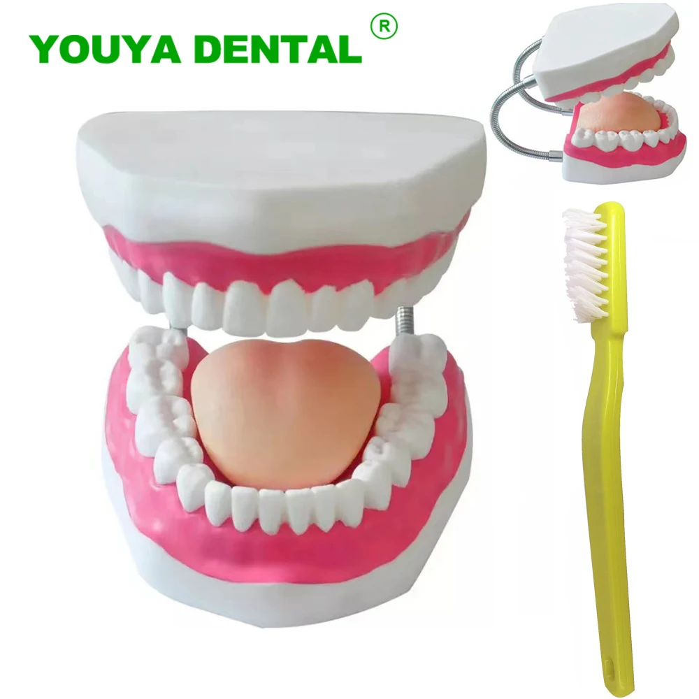 

Dental Education Model Teeth Brushing Teaching Model 4 Times Normal Oral Model With Big Toothbrush Dentist Demonstration Tools