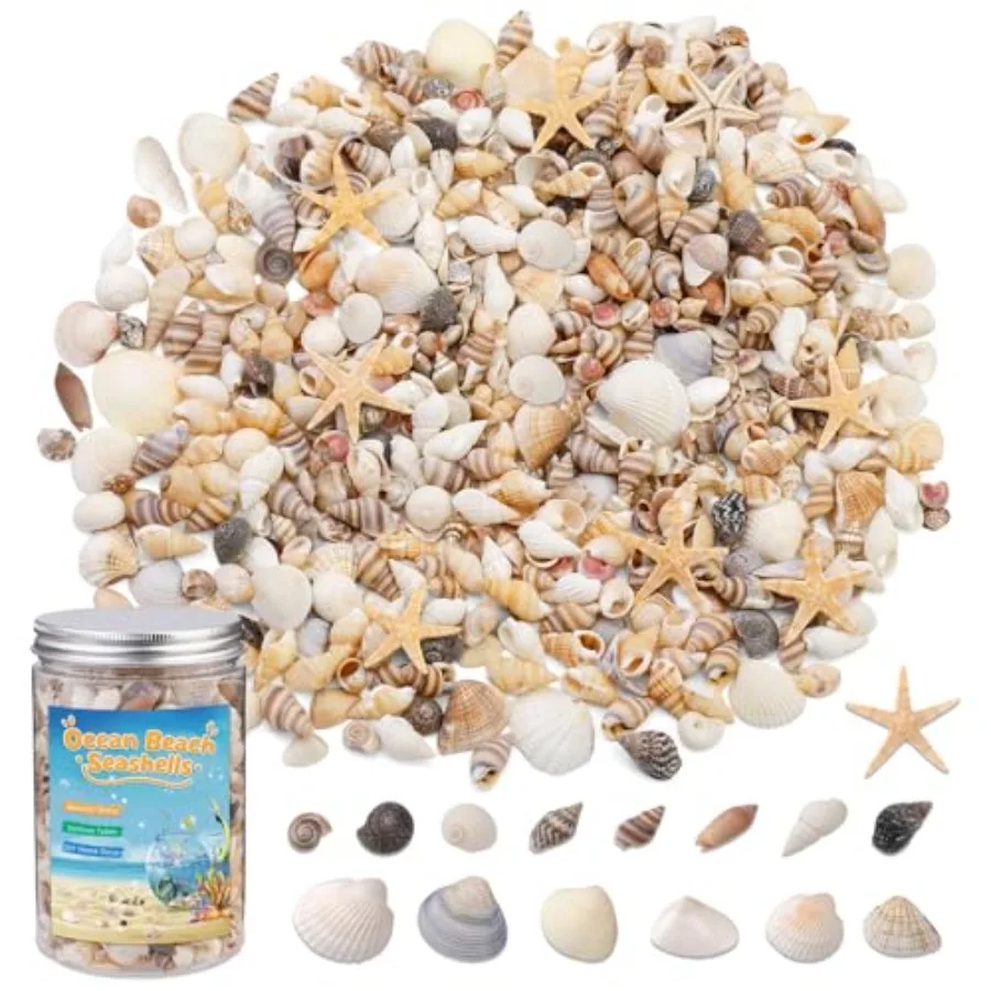 

1200 Pcs Tiny Sea Shells Seashells for Crafts with Small Shells Starfish Mixed Ocean Beach Spiral Seashells for Beach Party Fis