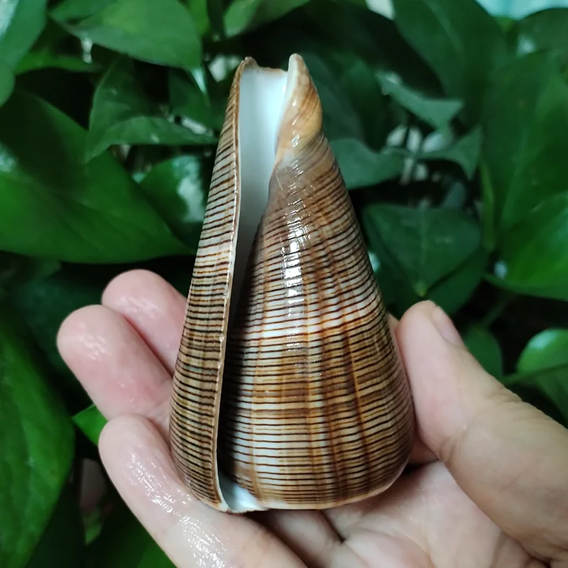 Natural Gold-veined Seashell Conus Striatus Conch Hermit Crab Replacement Shell Specimen Aquarium Wedding Party Home Decor