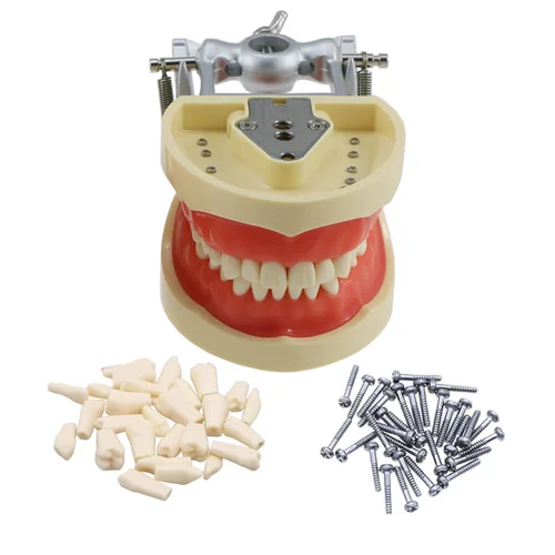 Typodont Dental modelo 32, dientes atornillados extraíbles, encías blandas para tipo Kilgore Nissin 200