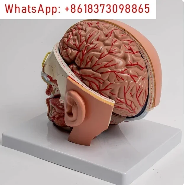 人間の解剖学の頭の頭蓋骨,教材,脳,解剖学モデル