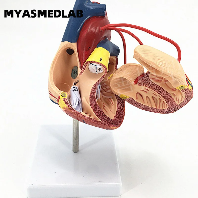 

Teaching and Training Tool Disassemblable 1:1 Scale Heart Bypass Model for Cardiac Anatomy Specimen