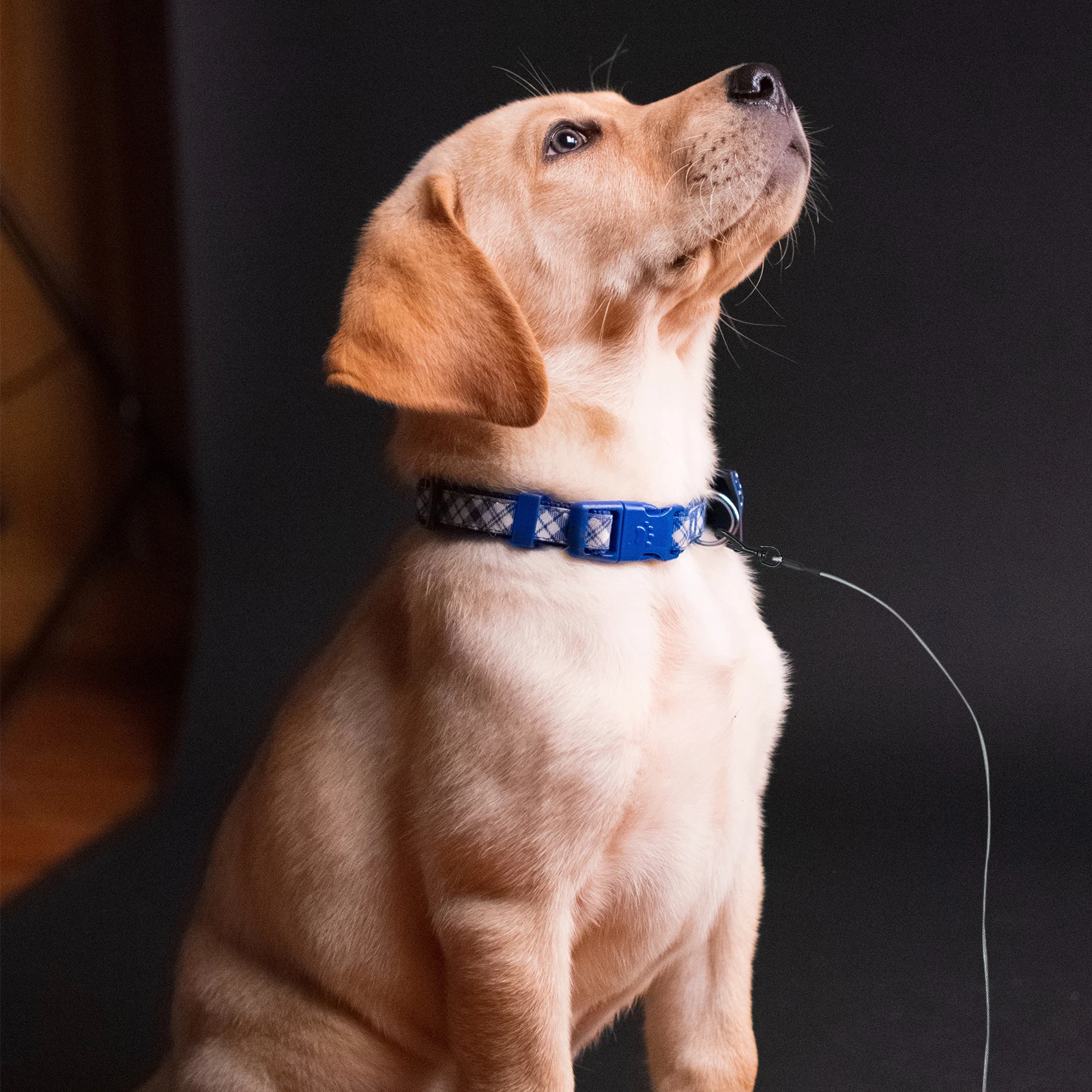 

Dog Leash Wire Lightweight Portable Steel Wire Pet Rope Traction Rope Pet Supplies 80kg Load Capacity for Dog Harness
