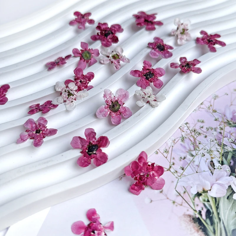 24Pcs/1-3Cm, Natuur Mini Red Plum Bloemblaadjes/Bud Takken, pressed Flower Diy Fotolijst Circulaire Fan Bladwijzer Flora Makeup Nail Prop