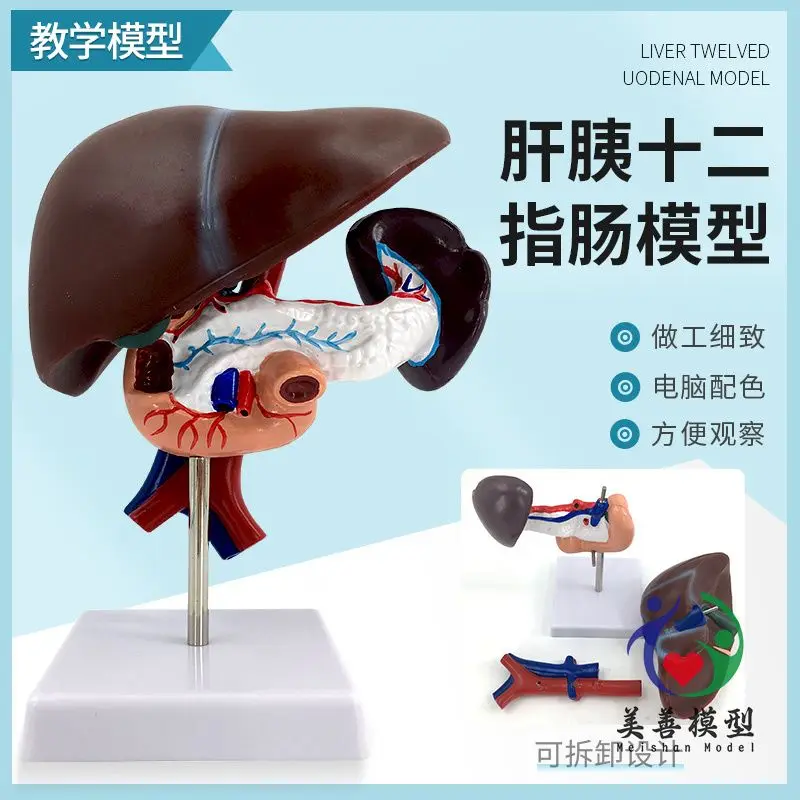 

Печень, подшлузные ягодицы, модель кишки, гепатобилиарные поджженные ягодицы, селезенка, честь человека, внутренние органы, пищевая система, внутренняя медицина