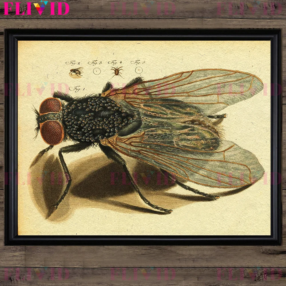 Head Of Fly,Flea,Moth Mouth Parts,Insect Illustrated Book,Vintage Wall Art Canvs Print,Small Aquatic Insect,Art Poster Print