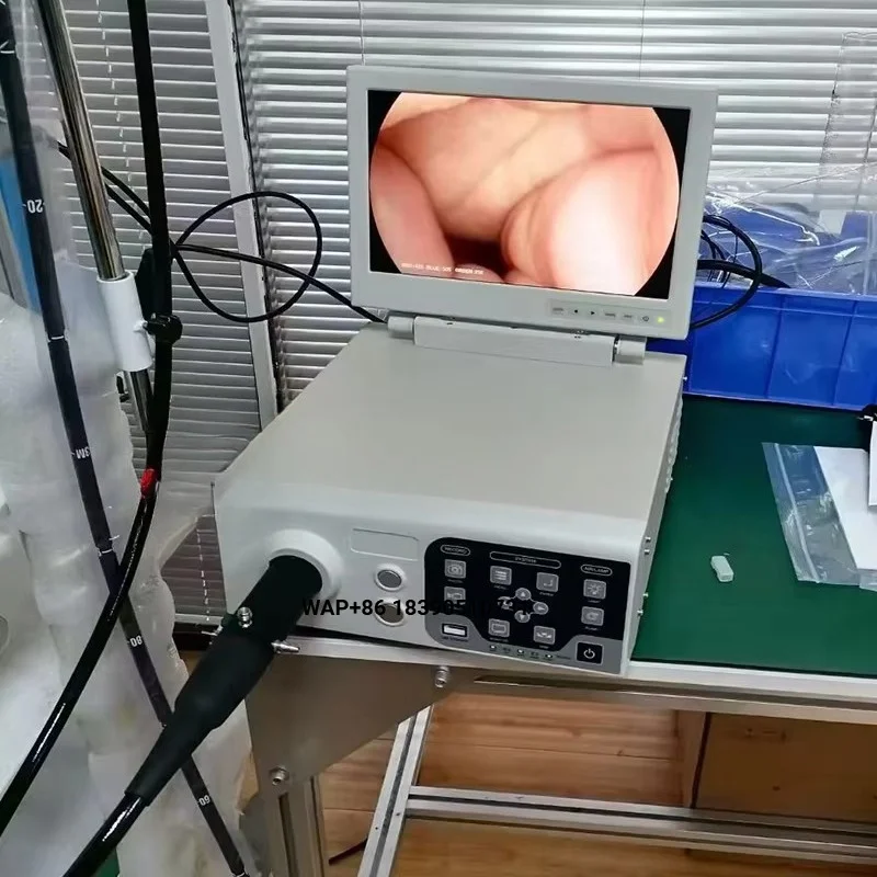 3-Meter flexible gastroscope for stomach ulcer colic screening in horses, large animal veterinary clinic