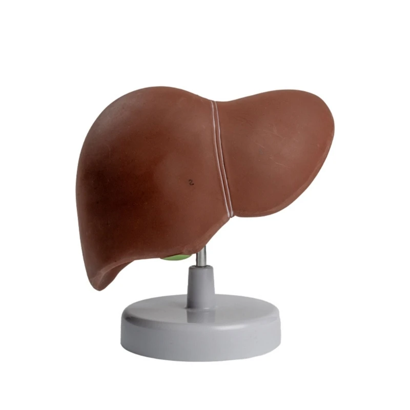 

Human Liver Model Anatomy Shows Details of Lobes, Ligaments, Gallbladder Drop Shipping
