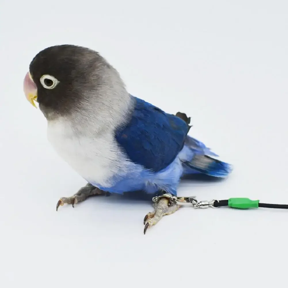 2-6M Anti-bite Flying Training Rope Parrot Bird Outdoor Flying Traveling Elastic Walking Rope Portable Pet Bird Harness Strap