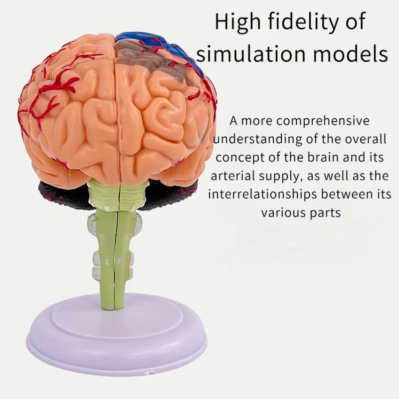4D الطبية الإنسان الدماغ القابلة للإزالة نموذج تشريحي صغير تجميعها هيكل الدماغ تشريح أداة التدريس