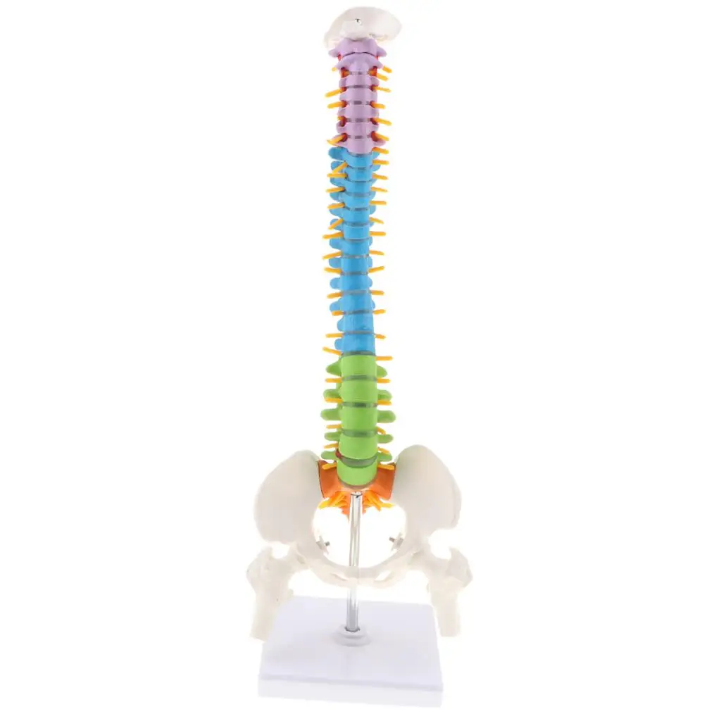 

Anatomically Human Vertebrae and Pelvis Model for Classroom Study Teaching Aid