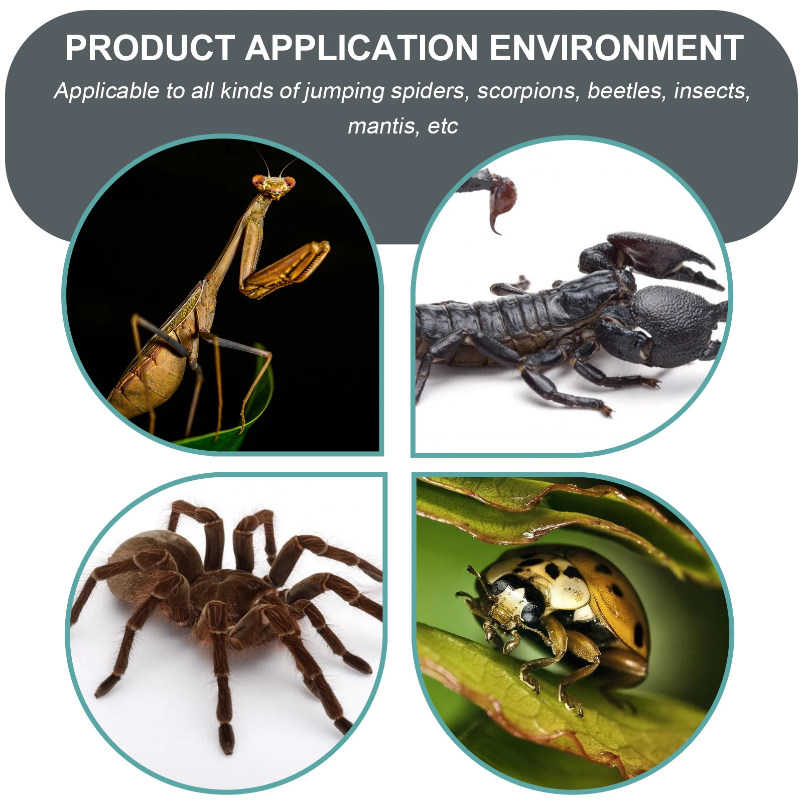 

1Pcs Acrylic Breeding Box for Mantis Durable Insect Feeding Container Small Observation Case for Mantis Spider