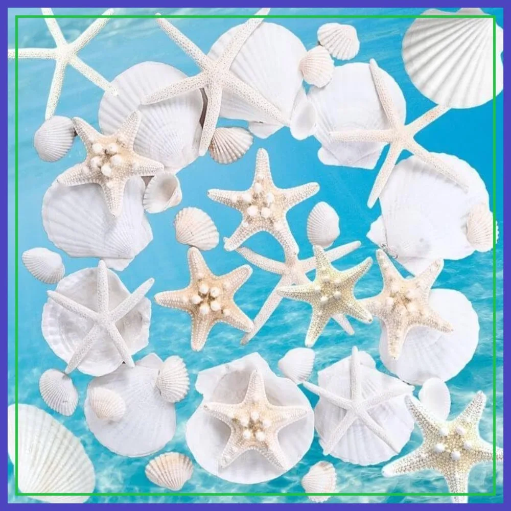 24 Conchas Marinas Blancas Reales para Manualidades, Conchas de Vieira y Estrellas de Mar de 2 a 5 Pulgadas, Decoración para Fiestas en la Playa, Manualidades, Relleno de Jarrones, Pascua, Regalo de Cumpleaños