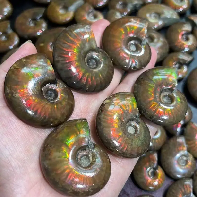 20pcs NATURAL CRYSTAL CARVING COLORFUL SNAIL AMMONITE MINERAL FROM MOROCCO . MULTI-COLOR FIRE