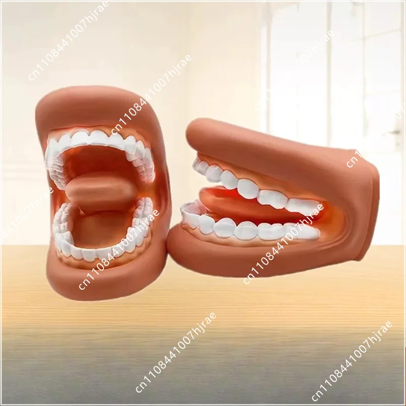 Dental model pronunciation teaching demonstration brushing practice model oral material