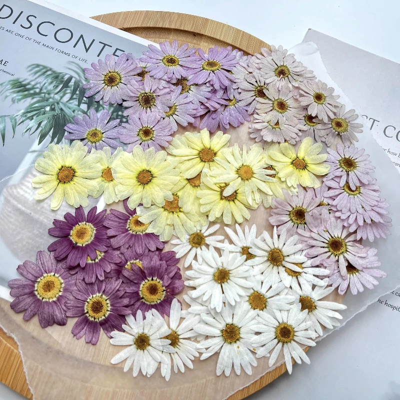 8 قطع، زهور مارغريت المجففة المضغوطة |   إشارة مرجعية لتزيين الوجه، إطار صورة، عينة نباتية، حرفة الوالدين والطفل في رياض الأطفال