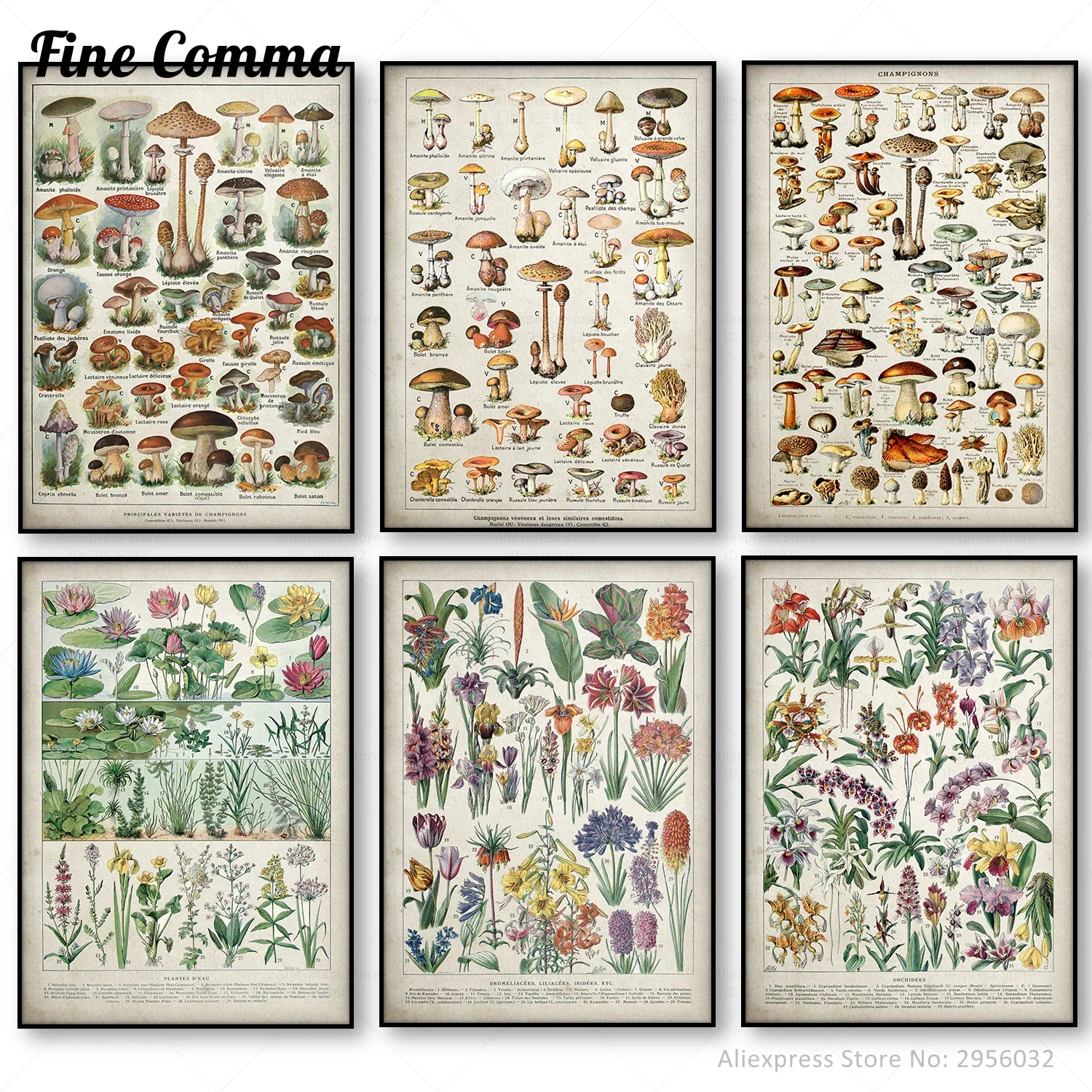 Póster educativo botánico, imágenes de champiñones, champigns, diagrama de tabla de referencia, ilustración, arte de pared, pintura en lienzo