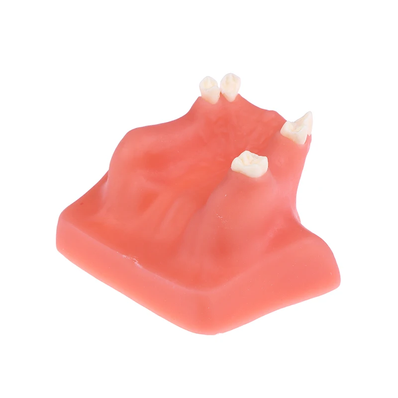 نموذج لشكل الأسنان الجيوب الأنفية، نموذج تعليمي لزراعة الأسنان لطلاب طبيب الأسنان، ممارسة دراسة النموذج الطبي عن طريق الفم #3