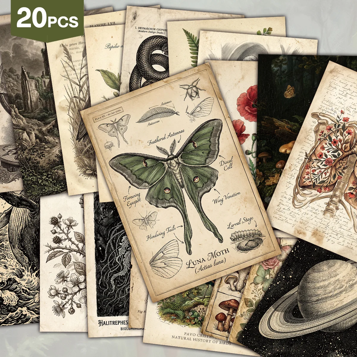 20pcs Vintage Natural History Wall Art Cards,Aesthetic Botanical&Animal Illustration Postcards,Collage Kit For Room Office Decor