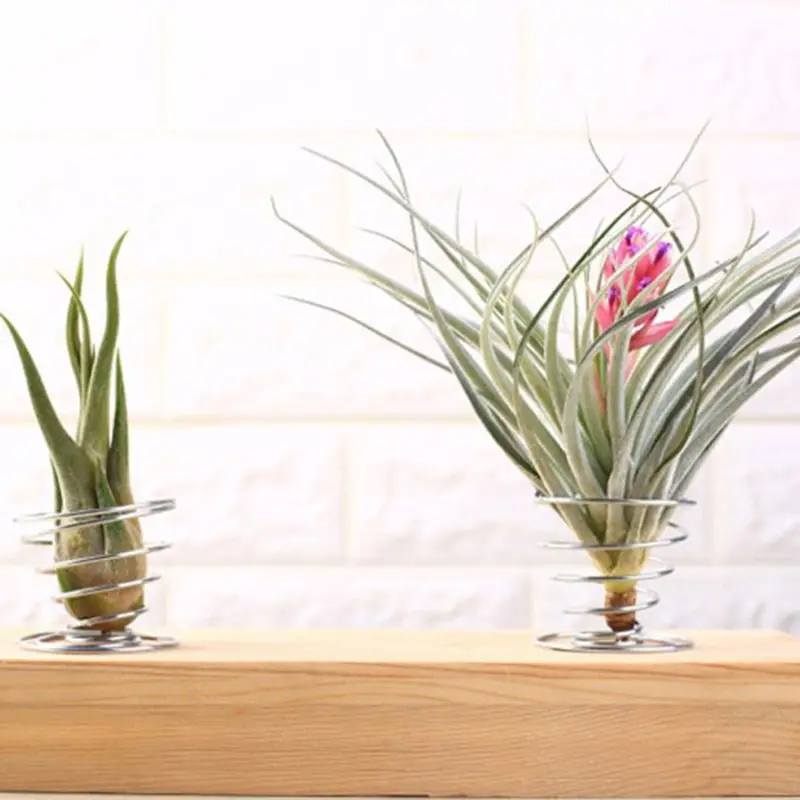 20 Pcs Air Plant Container Tillandsia Holder for Displaying Air Plant  Durable Wide Range of Usage DIY Home Decor Gift - AliExpress 15