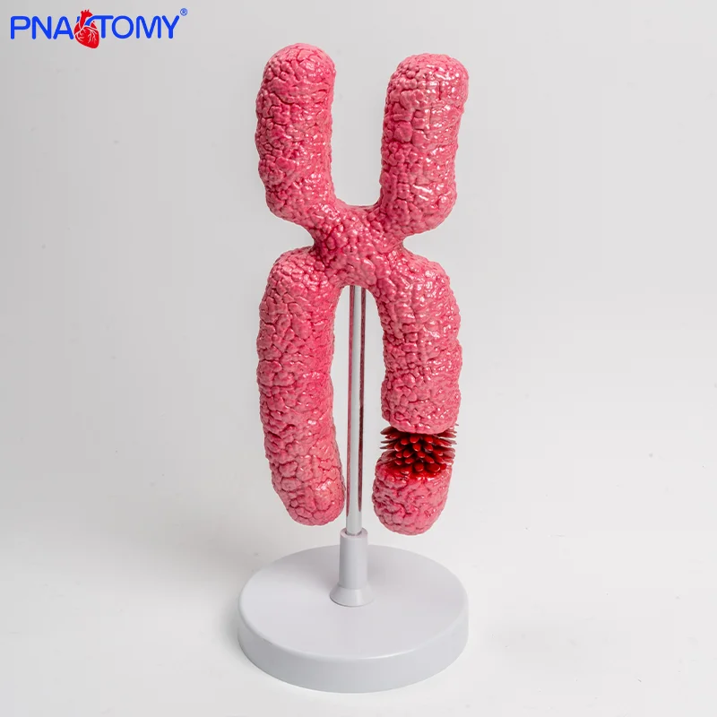 

A Teaching Aid for High School Biology Experiments on Meiosis Involving the X Chromosome Model