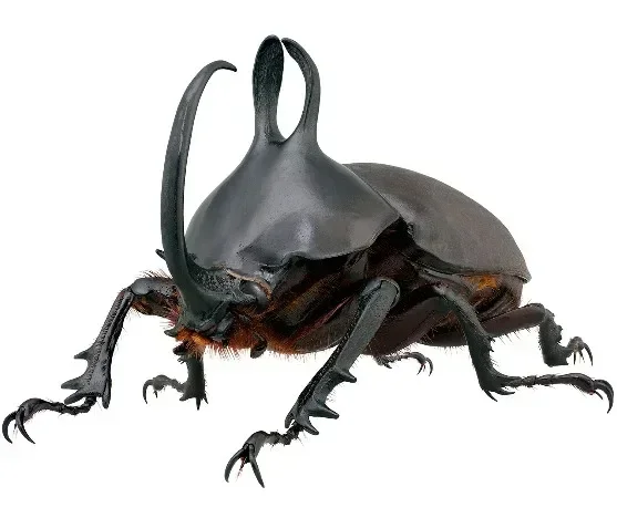 Insect Specimen of Real Beetle, Golden Turtle Insects, Beetle, Optional Spade, Teaching, Research, Photography Props