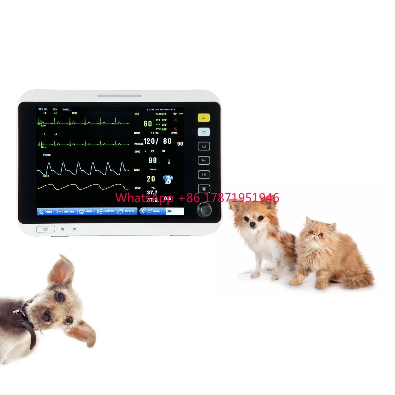 Animal vet pet capnograph handheld veterinary monitor multiparameter veterinary monitor