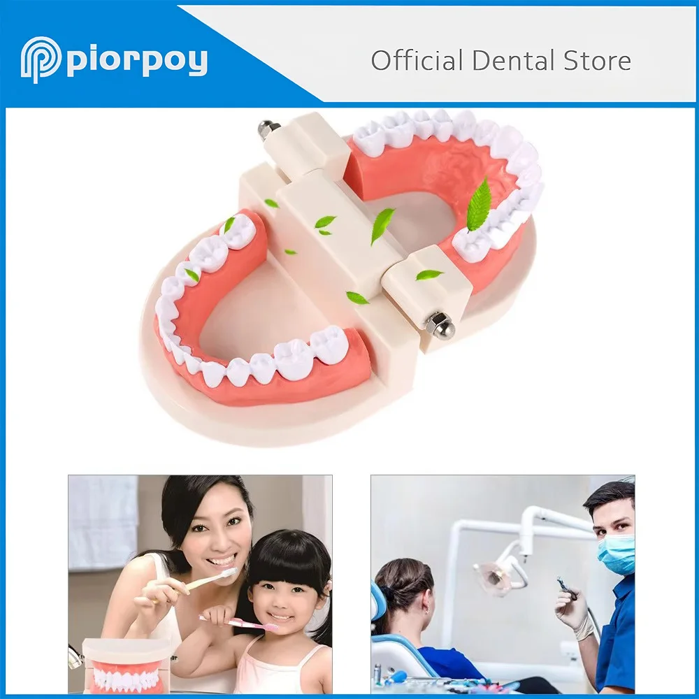 PIORPOY Dentist Model Teaching Study Children Study Cavities Model Dental Teaching Standard Teeth Demonstration Dentistry Tool