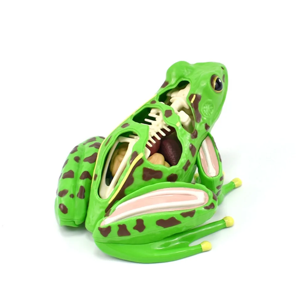 Detachable Frog Anatomy Model Early Learning Frog Organs Biology Education Puzzle Science Tool Frog Dissection Model