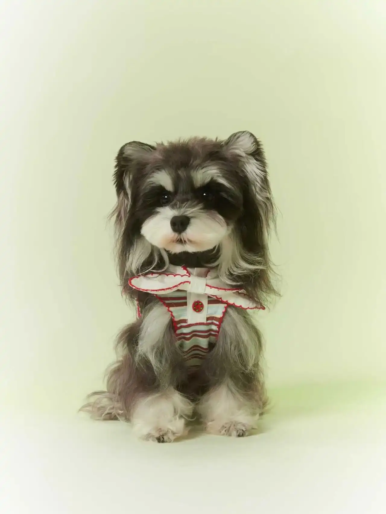 

Nostalgic Stripe Pet Sailor Shirt | Vintage Style Dog Vest with Red Scalloped Edge for Yorkie & Schnauzer