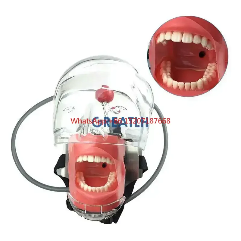 High Quality Tooth Training Simulator with Manikin Phantom Head Model Teeth Model