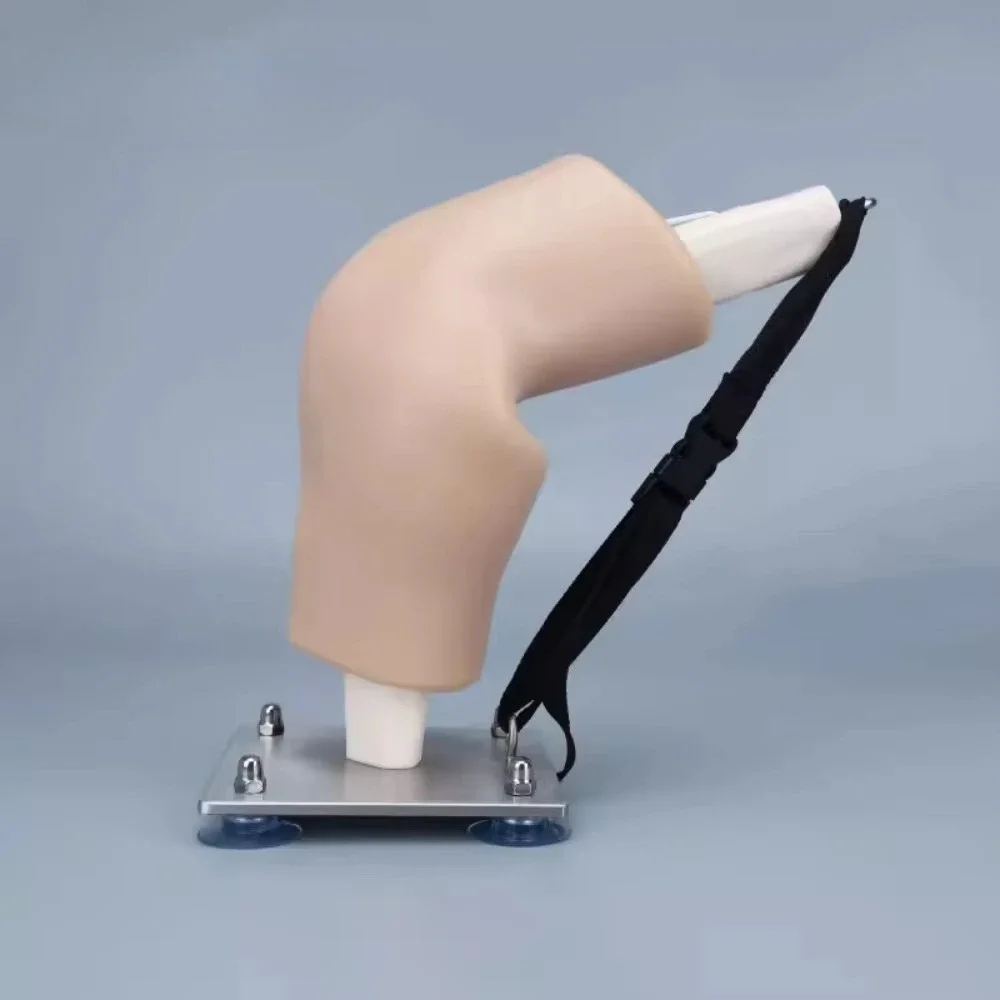 Simulated knee joint model, knee joint model