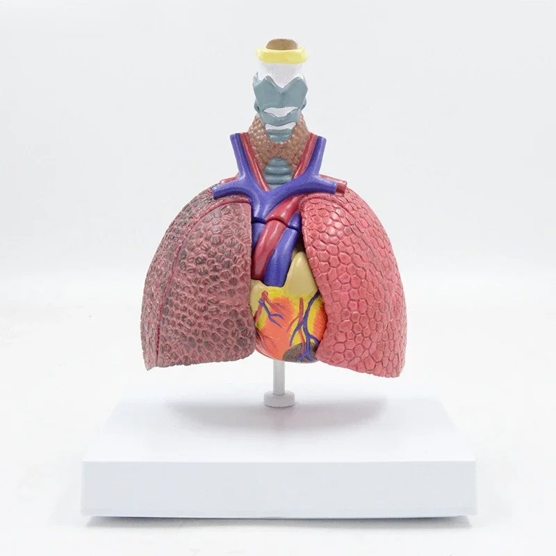

Respiratory system model, laryngeal cardiopulmonary anatomy teaching aids smoking lung normal lung comparison