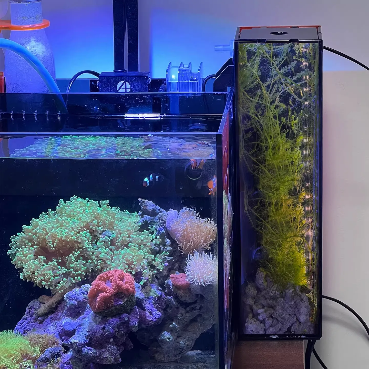 Planted Aquarium Algae - حوض سمك خارجي من الأكريليك مع