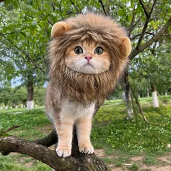 Funny Cat Cap Bear Plush Head Cover Cute Cat Dog Woven Warm Headdress Pet Hat Kitten Puppy Cosplay Costume Accessories