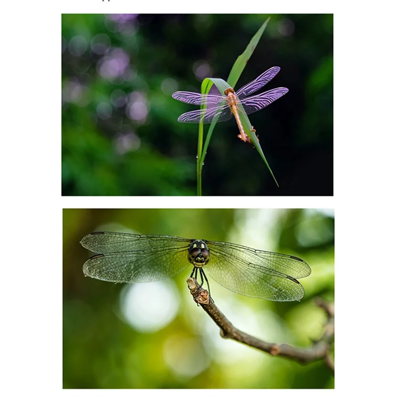 

AED7-Professional Lens Mobile Phone Lens Macro 80-100Mm Mobile Phone Macro Lens Insect Flower Jewelry Remote Shot Filter 52Mm
