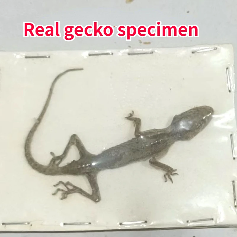 

Real Gecko Specimen Teaching Experiment DIY Manual Decorative Painting Photography Props Sculpture Taxidermy Home Decor