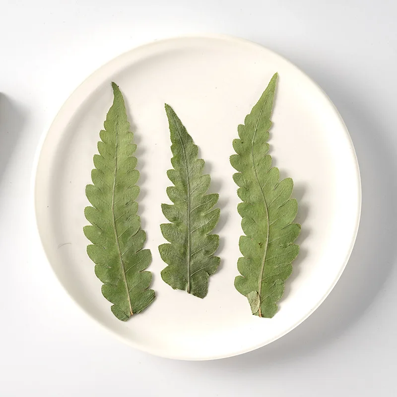 

Pressed Dried Pteris cretica L Leaf Flower Herbarium For Jewelry Postcard Bookmark Frame Phone Case Face Makeup Lamp Card DIY