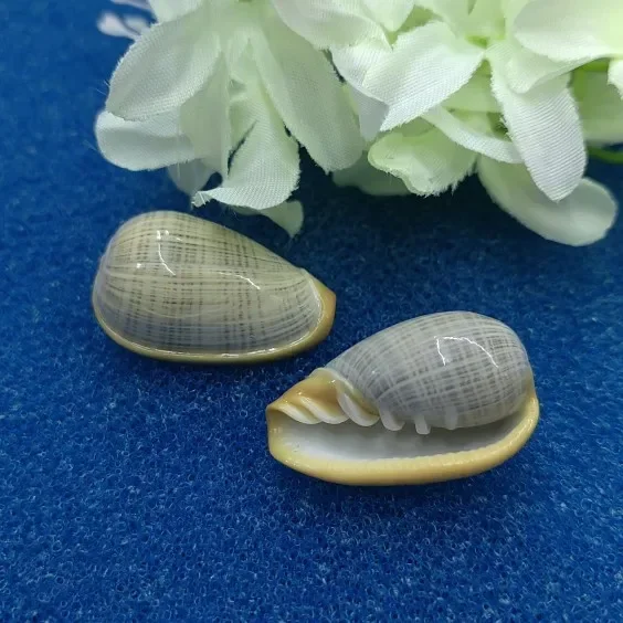 Natural Cryptospira Strigata Seashell Rare Sea Shells Home Decoration Accessories Aquarium Decoration Shell Decoration Crafts