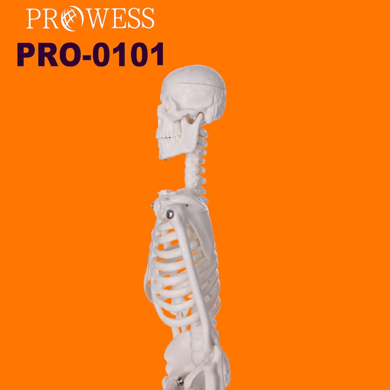 PRO-0101 Hot Sales Unbreakable Life-Size Skeleton Standard Stable Stand 170cm Tall PVC Adult Plastic Human Skeleton Model