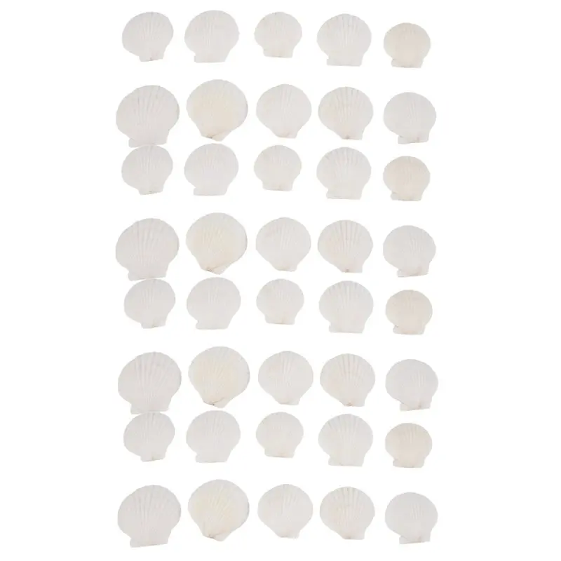 L60A 120PCS Natural Scallop Shells 1.4-2.4Inch White Small Sea Shells For Crafts Crafting Shell Bulk Real Seashells view 6