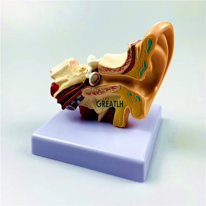 GREATLH Ear Structure Simulation Model Organ Model 1.5 Times Life Size Demonstration Model